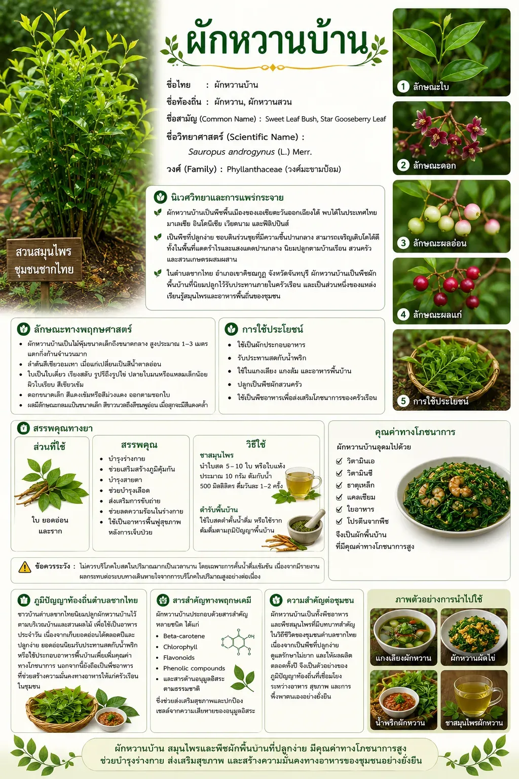 บัตรข้อมูลผักหวานบ้านฉบับพิมพ์