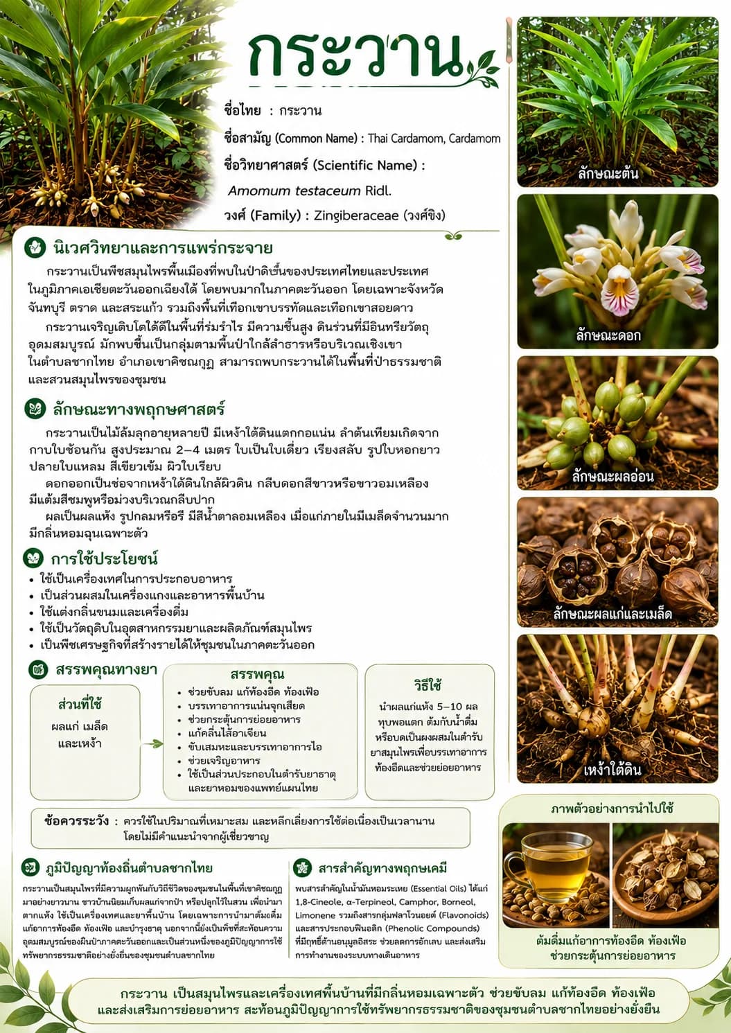 บัตรข้อมูลกระวานฉบับพิมพ์